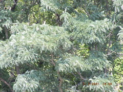 Robinia pseudoacacia