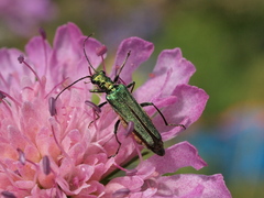 Oedemera nobilis