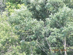 Robinia pseudoacacia