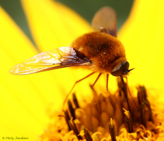 Bombylius mexicanus