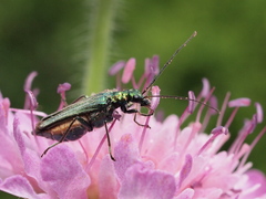 Oedemera nobilis