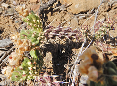 Cylindropuntia whipplei
