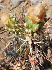 Cylindropuntia whipplei
