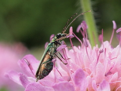 Oedemera nobilis