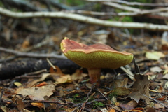 Boletus loyita