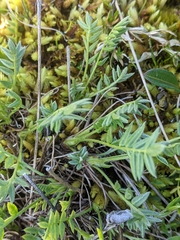 Oxytropis maydelliana