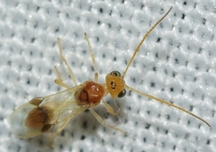 Chrysopophthorus hungaricus