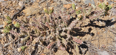 Cylindropuntia whipplei