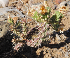 Cylindropuntia whipplei