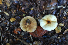 Austropaxillus boletinoides