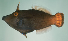 Yelloweye Filefish photo 2