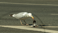 Larus argentatus
