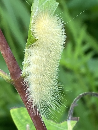 Oregon Cycnia Moth photo 2