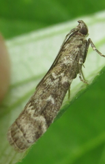 Ortholepis pasadamia