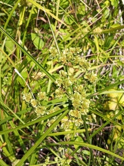 Cyperus pseudovegetus
