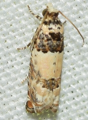 Epinotia thapsiana