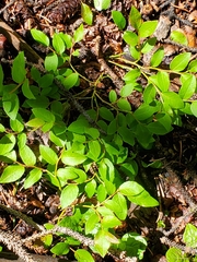 Vaccinium myrtillus