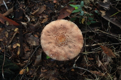 Macrolepiota bonaerensis