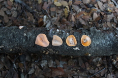 Aleurodiscus vitellinus