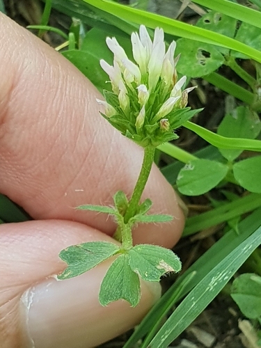 Trifolium squamosum image