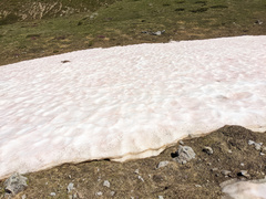 Chlamydomonas nivalis