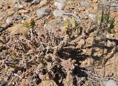 Cylindropuntia whipplei