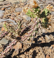Cylindropuntia whipplei