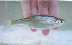 Alburnus thessalicus