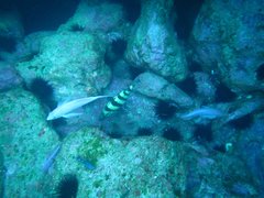 Acanthistius cinctus