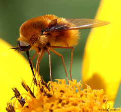 Bombylius mexicanus
