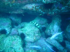 Acanthistius cinctus