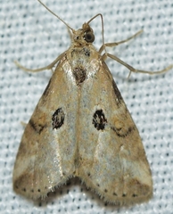 Zebeeba falsalis