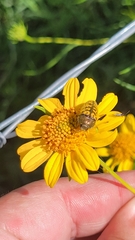 Acmaeodera auritincta