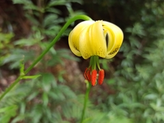 Lilium pyrenaicum