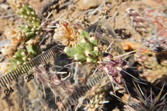 Cylindropuntia whipplei