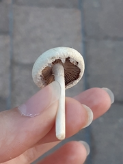 Agaricineae