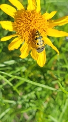 Acmaeodera auritincta