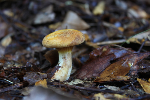 Austropaxillus statuum, foto de la comunidad