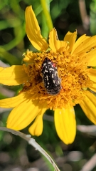 Acmaeodera miliaris