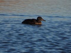 Heteronetta atricapilla