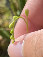 Drosera rotundifolia
