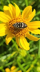 Acmaeodera paradisjuncta