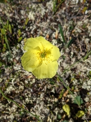 Papaver macounii discolor