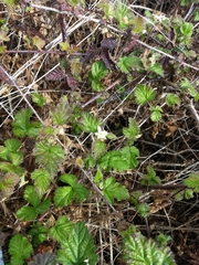 Rubus ursinus macropetalus