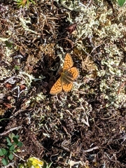 Boloria chariclea