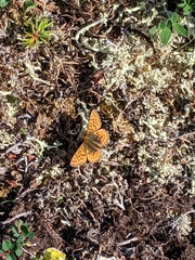 Boloria chariclea