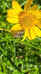 Acmaeodera paradisjuncta