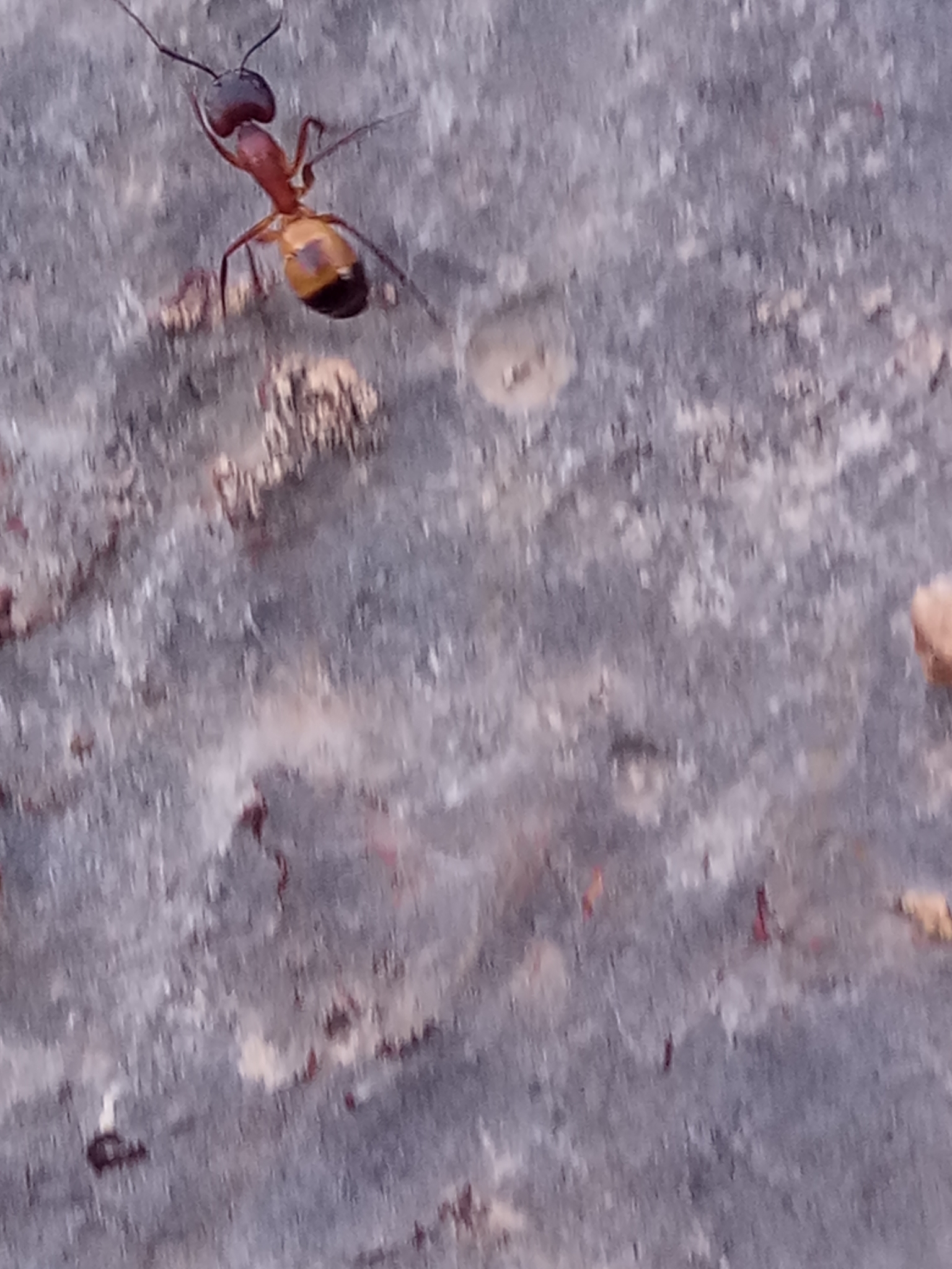 Camponotus barbaricus xanthomelas