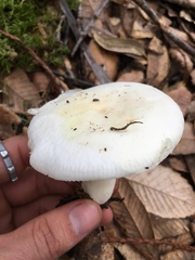 Russula albidula