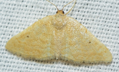 Representative image of Idaea alicantaria